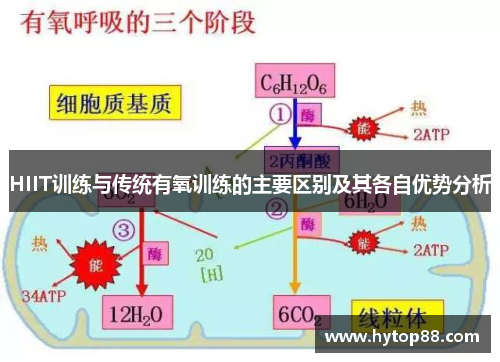 HIIT训练与传统有氧训练的主要区别及其各自优势分析